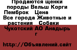 Продаются щенки породы Вельш Корги Пемброк › Цена ­ 40 000 - Все города Животные и растения » Собаки   . Чукотский АО,Анадырь г.